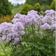 Василистник Thalictrum Cotton Candy